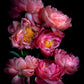 Dark botanical photographic print, featuring Paeonia 'Coral Sunset' on a black background.