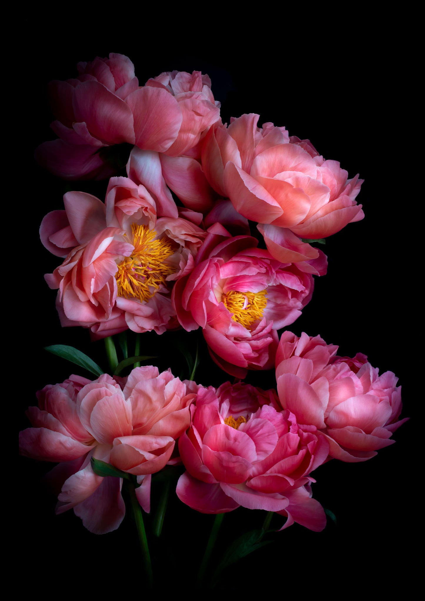 Dark botanical photographic print, featuring Paeonia 'Coral Sunset' on a black background.