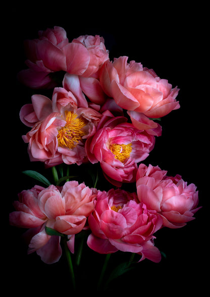Dark botanical photographic print, featuring Paeonia 'Coral Sunset' on a black background.