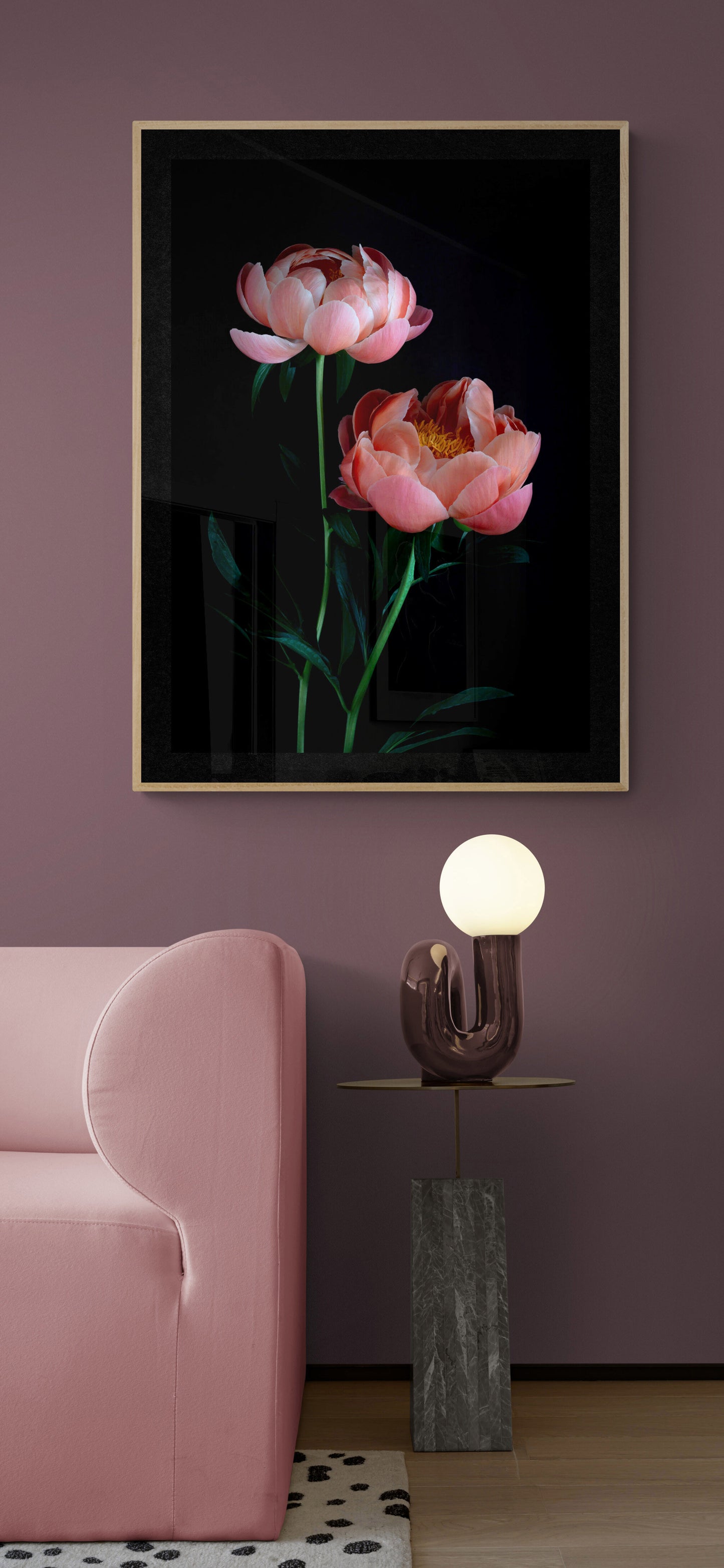 Peony ' Coral Charm'  photographed on a black background, framed on a pink wall.