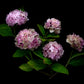 Dark botanical print of Pink Hydrangea photographed on a black background