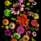 Colorful flower arrangement of Zinnia, Sunflower and Dahlias on a black background