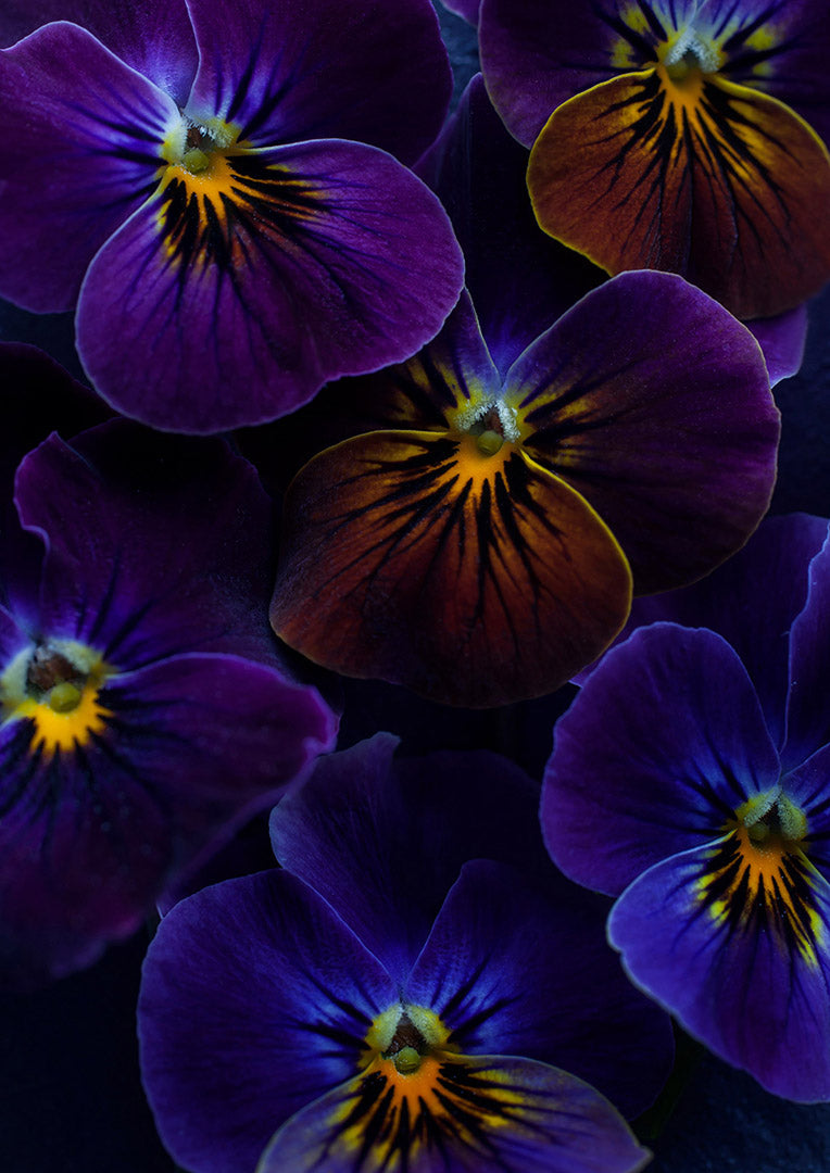 Botanical print of Viola 'Antique Shades' with a black background