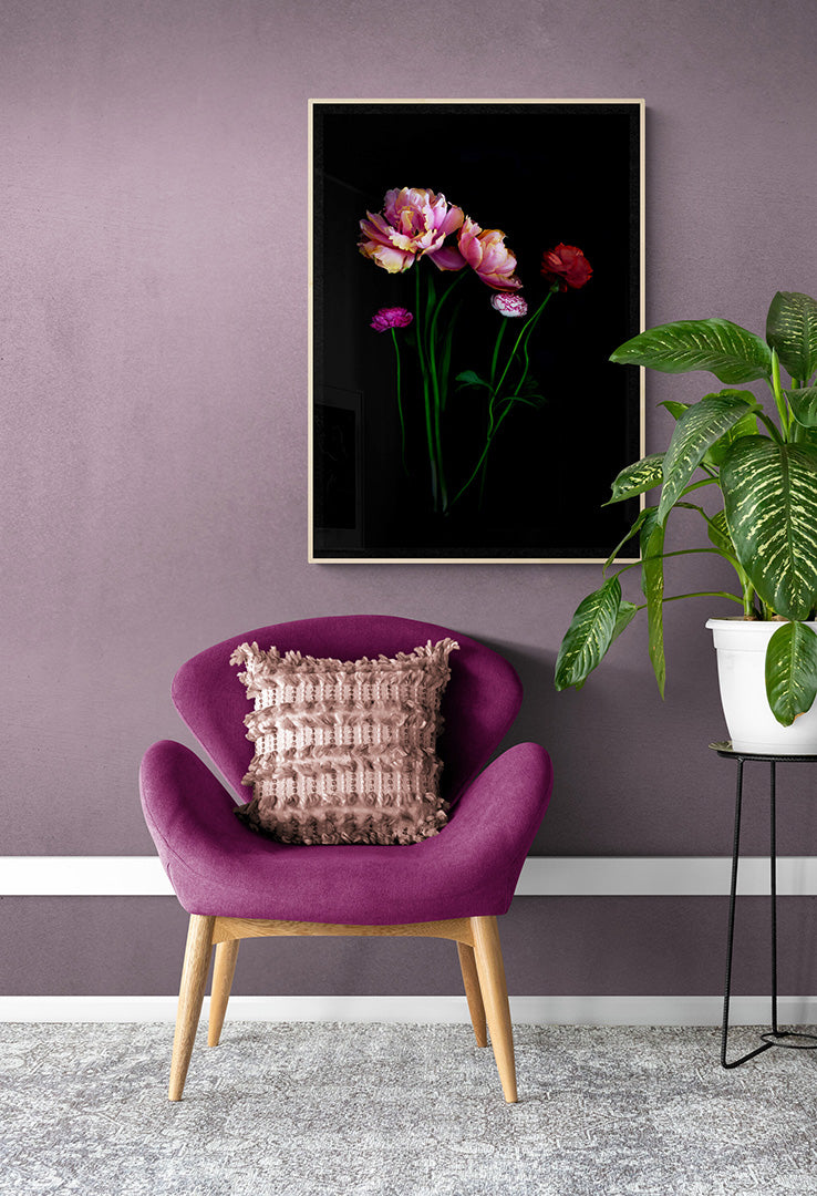 Botanical print of pink double Tulips with mixed colour Ranunculus on a black background, framed on a pink wall