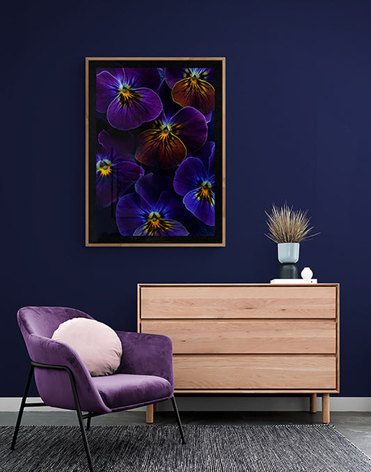 Botanical print of Viola 'Antique Shades' with a black background framed on a dark wall.