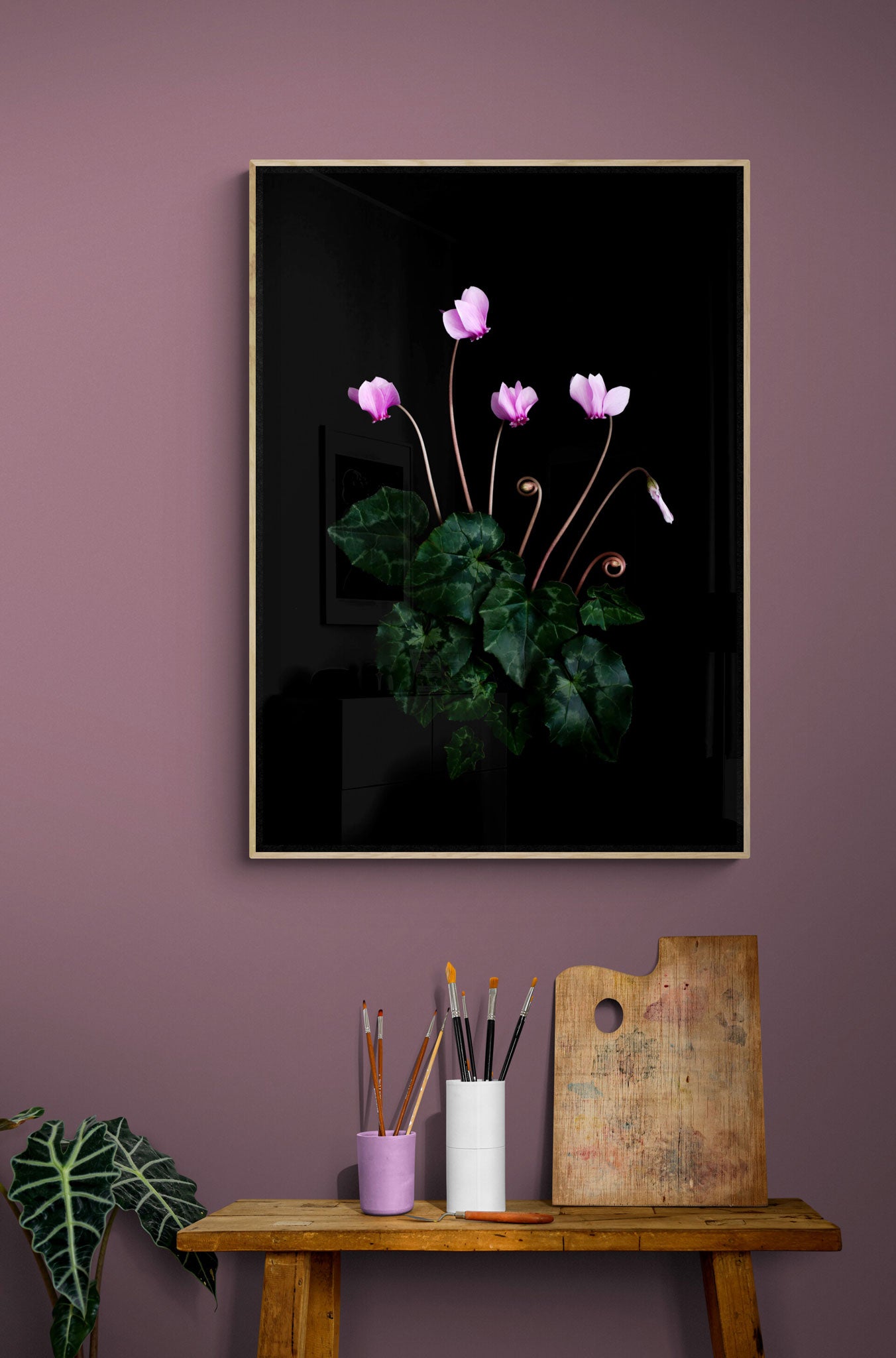 A botanical prrint of an intimate study of the autumn flowering Cyclamen hederifolium, featuring it's dainty pink flowers and marbled foliage, photographed on a black background on a dark dusky pink wall.