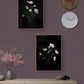 Helleborus Picotee photographed on a black background, with frames on a dark pink wall 