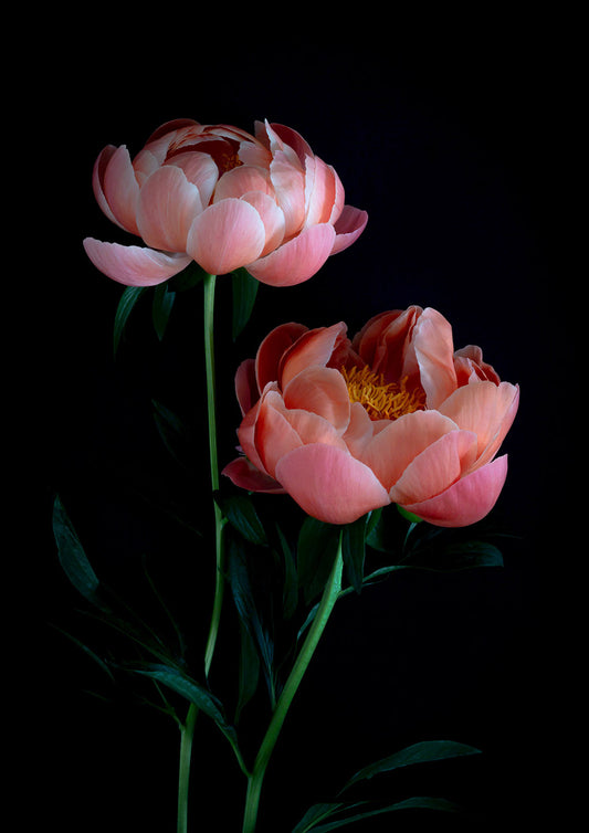 Botanical print of Peony 'Coral Charm' with a black background