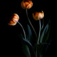 Botanical-Art-Print-featuring-three-orange-Tulips