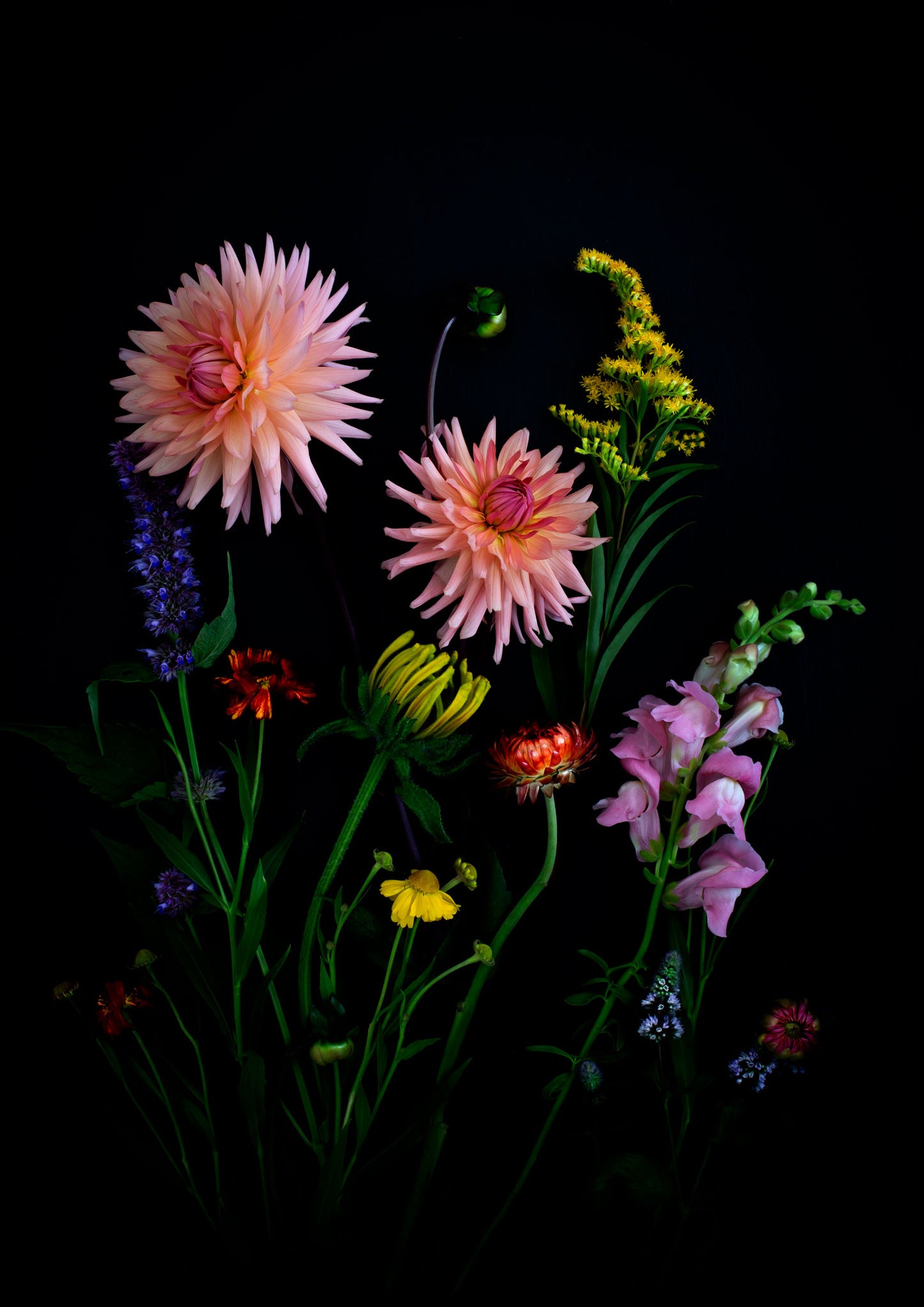 Botanical print of summer flowers, including Dahlias on a dark background