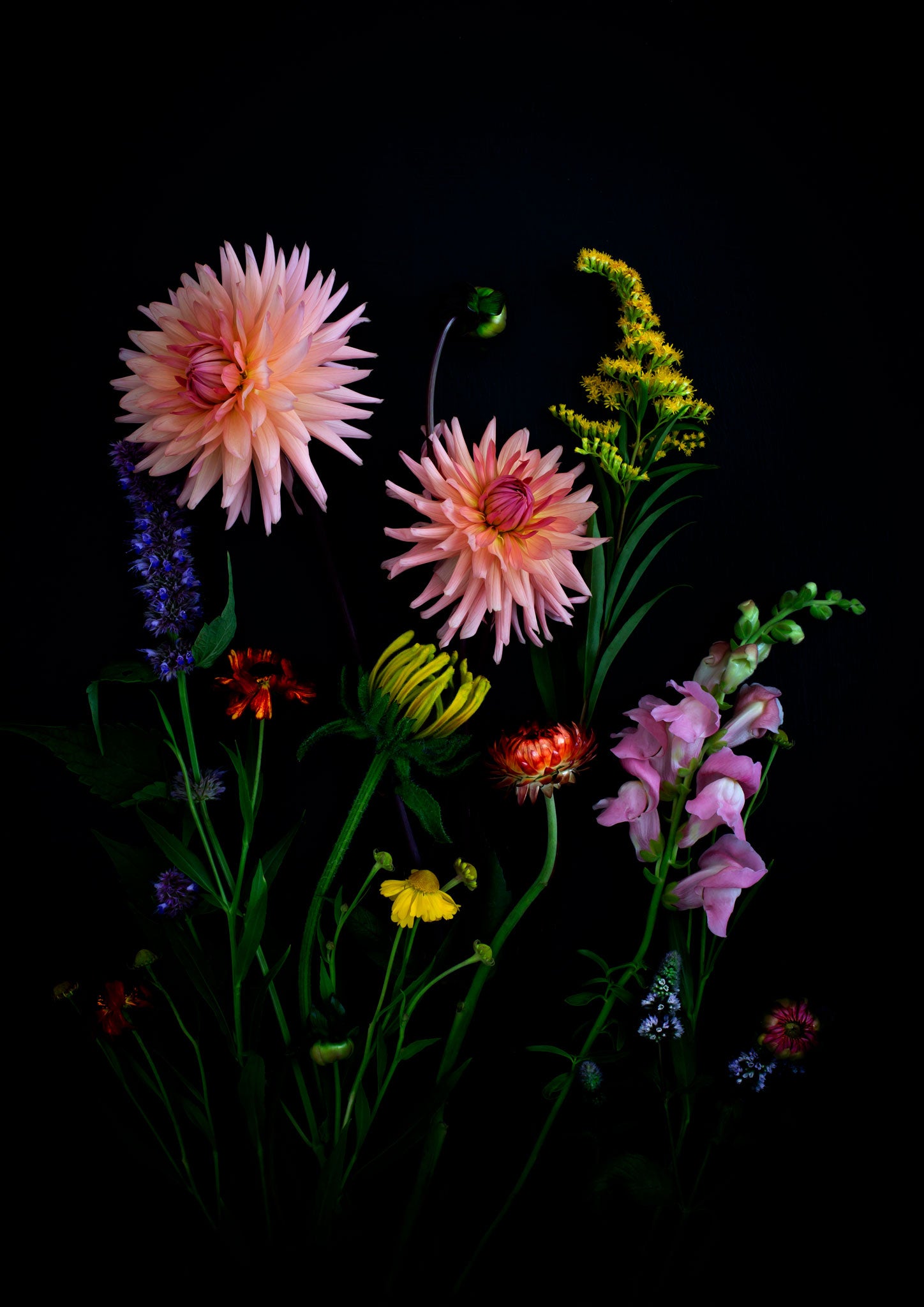 OPEN EDITION BOTANICAL ART PRINTS