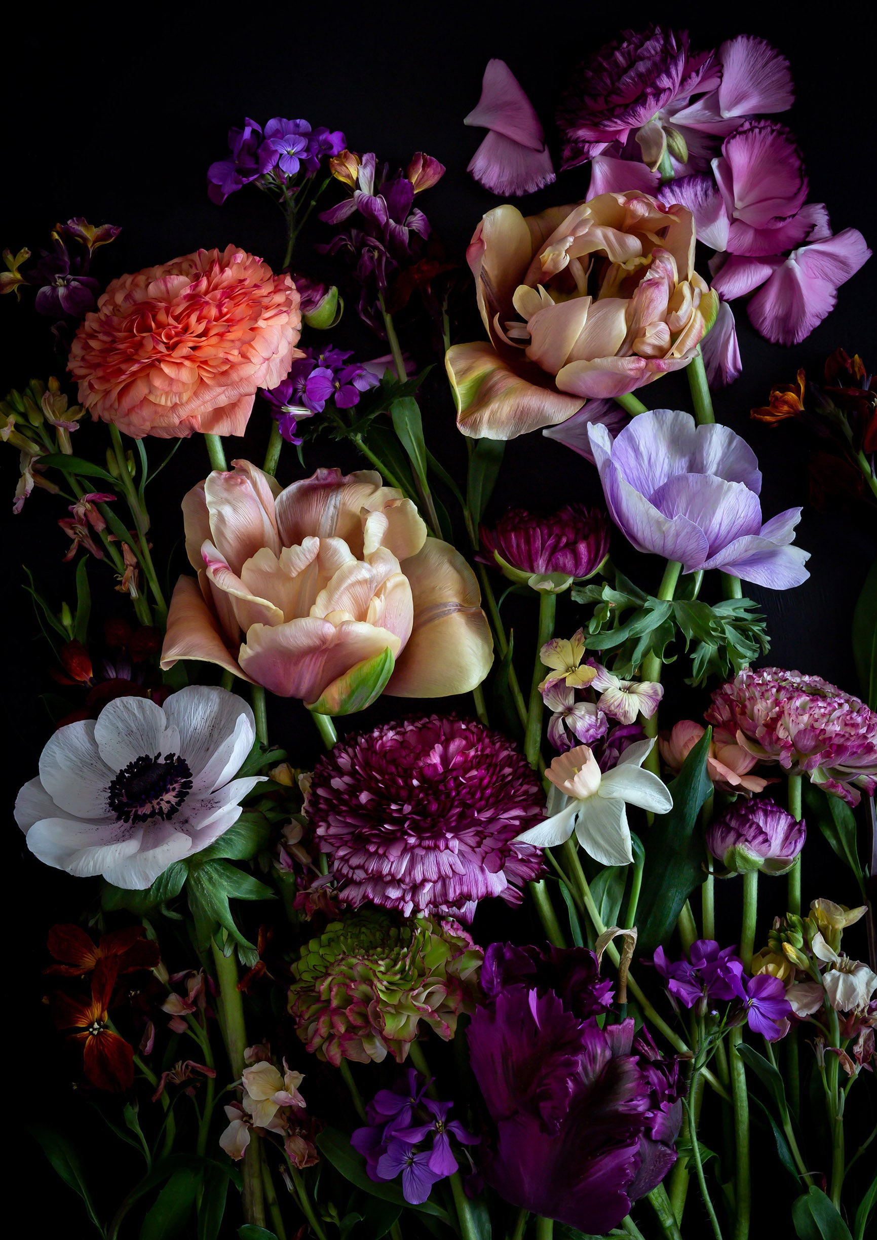 Dark botanical print of mixed spring flowers featuring Tulips, Ranunculus, Anemones and Narcissi. created by UK Art Photographer