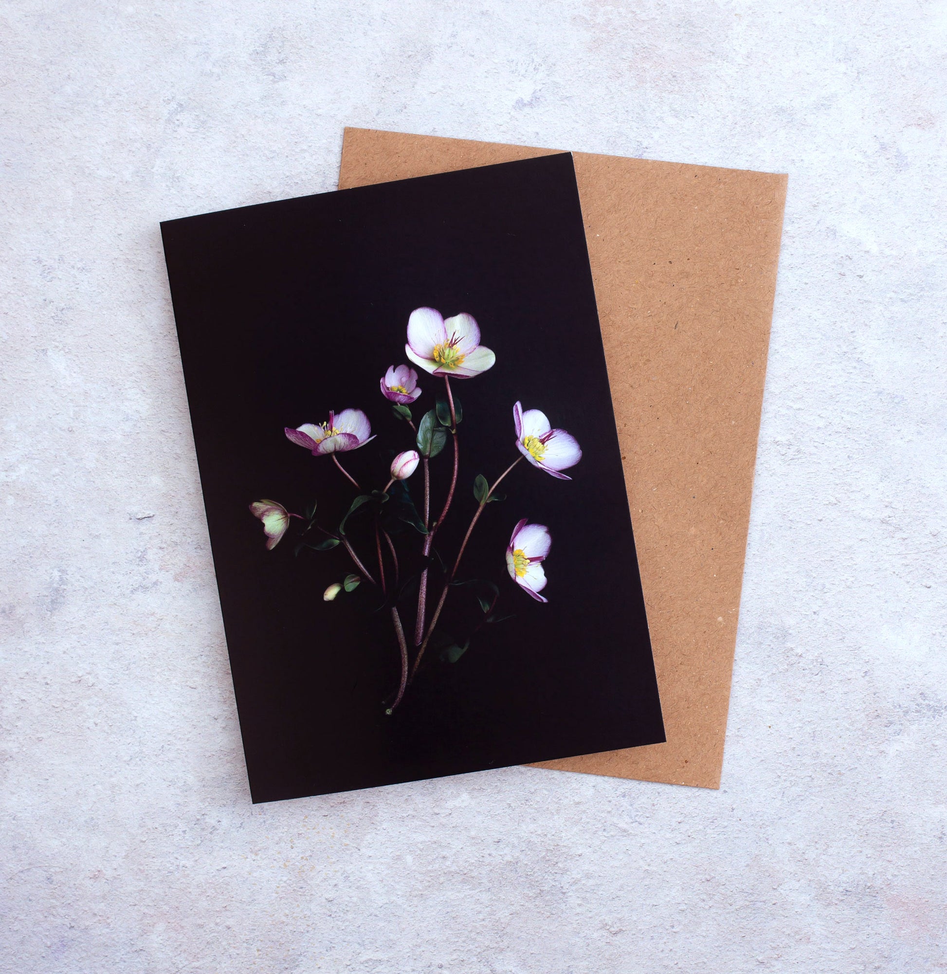 Botanical greeting card featuring Helleborus 'Picotee' photographed on a black background.