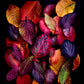 Dark botanical photographic print, featuring Cotinus and  Viburnum leave in autumn colours on a black background.