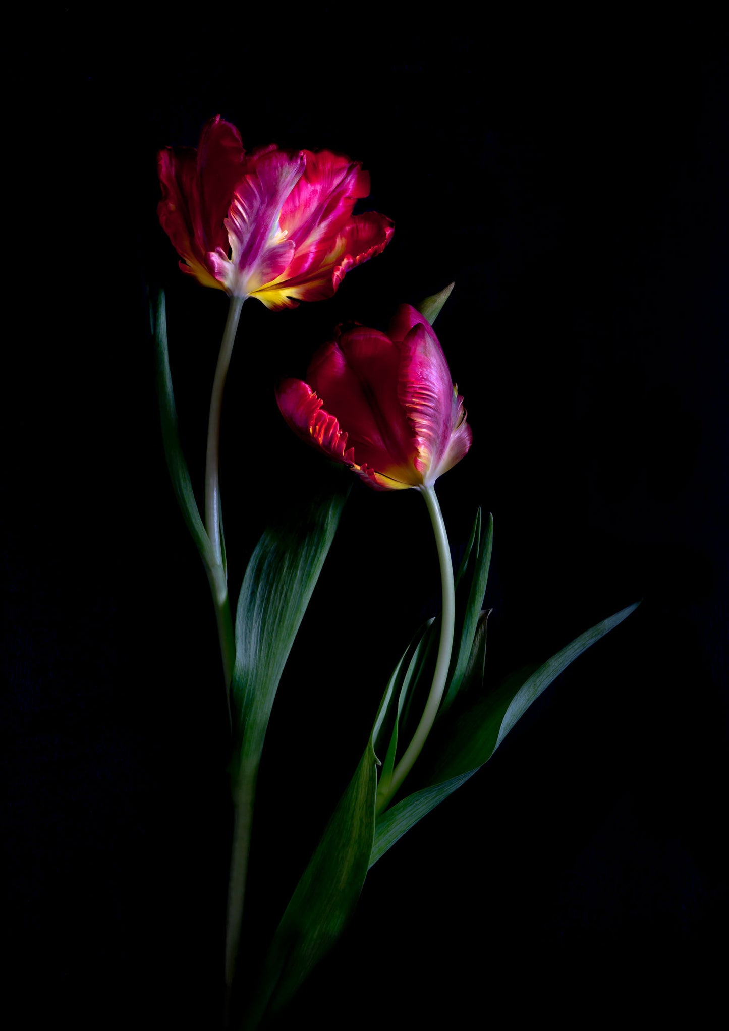 Dark botanical photographic print, featuring Rococo Tulips on a black background.