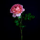 Dark botanical print, featuring  a  single, salmon -coloured Rose  on a black background,