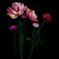 Botanical print of pink double Tulips with red and pink Ranunculus on a black background, created buy UK Art photographer