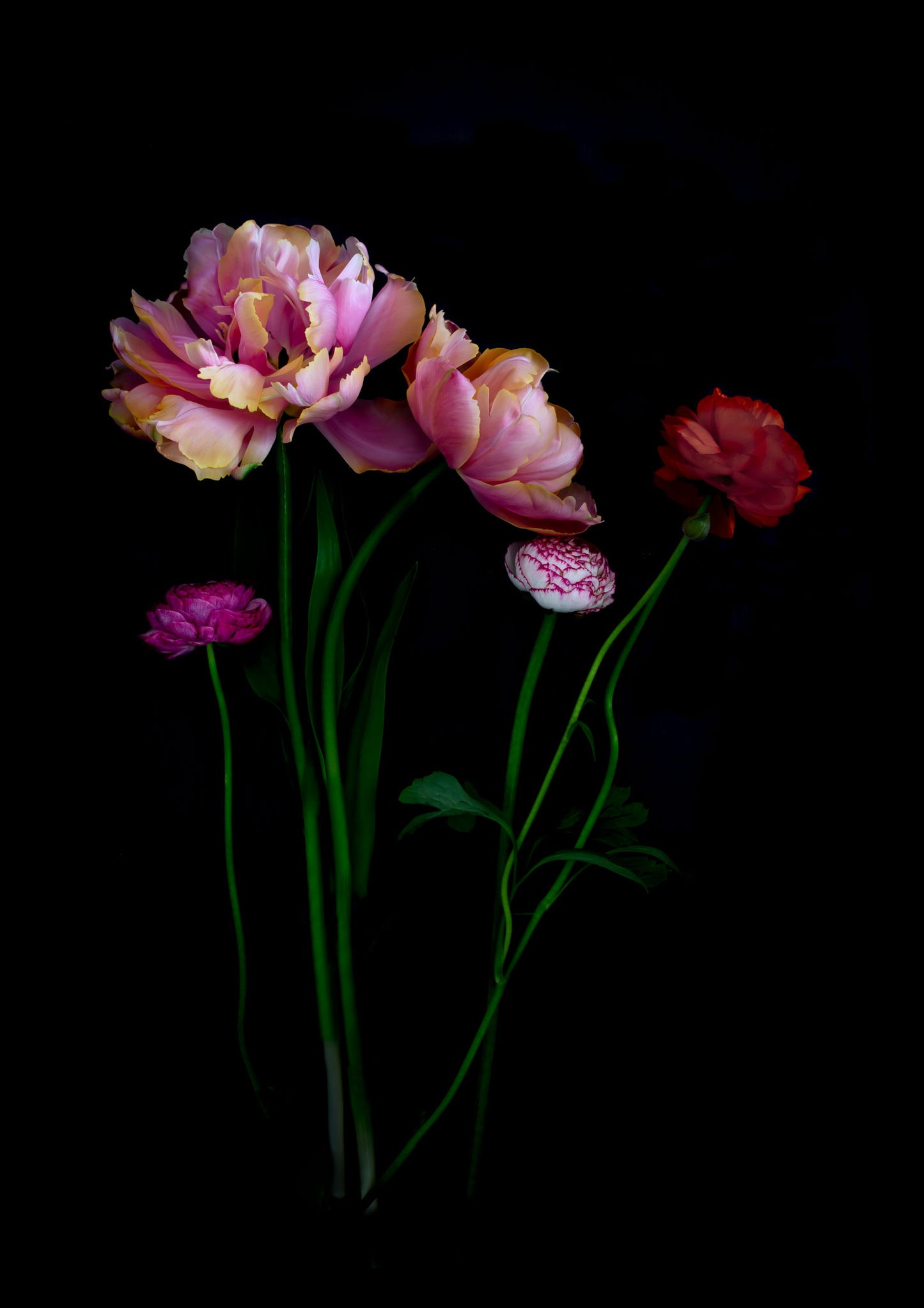 Botanical print of pink double Tulips with red and pink Ranunculus on a black background, created buy UK Art photographer