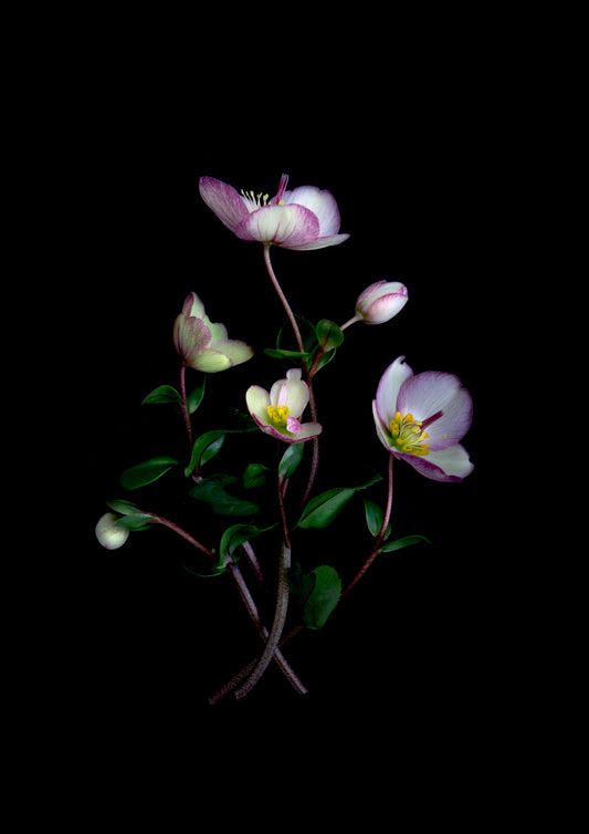 Dark botanical print featuring Helleborus 'Picotee' on a black background, created by UK Art photographer,
