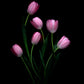 Botanical print of six Pink Tulips on a black background.