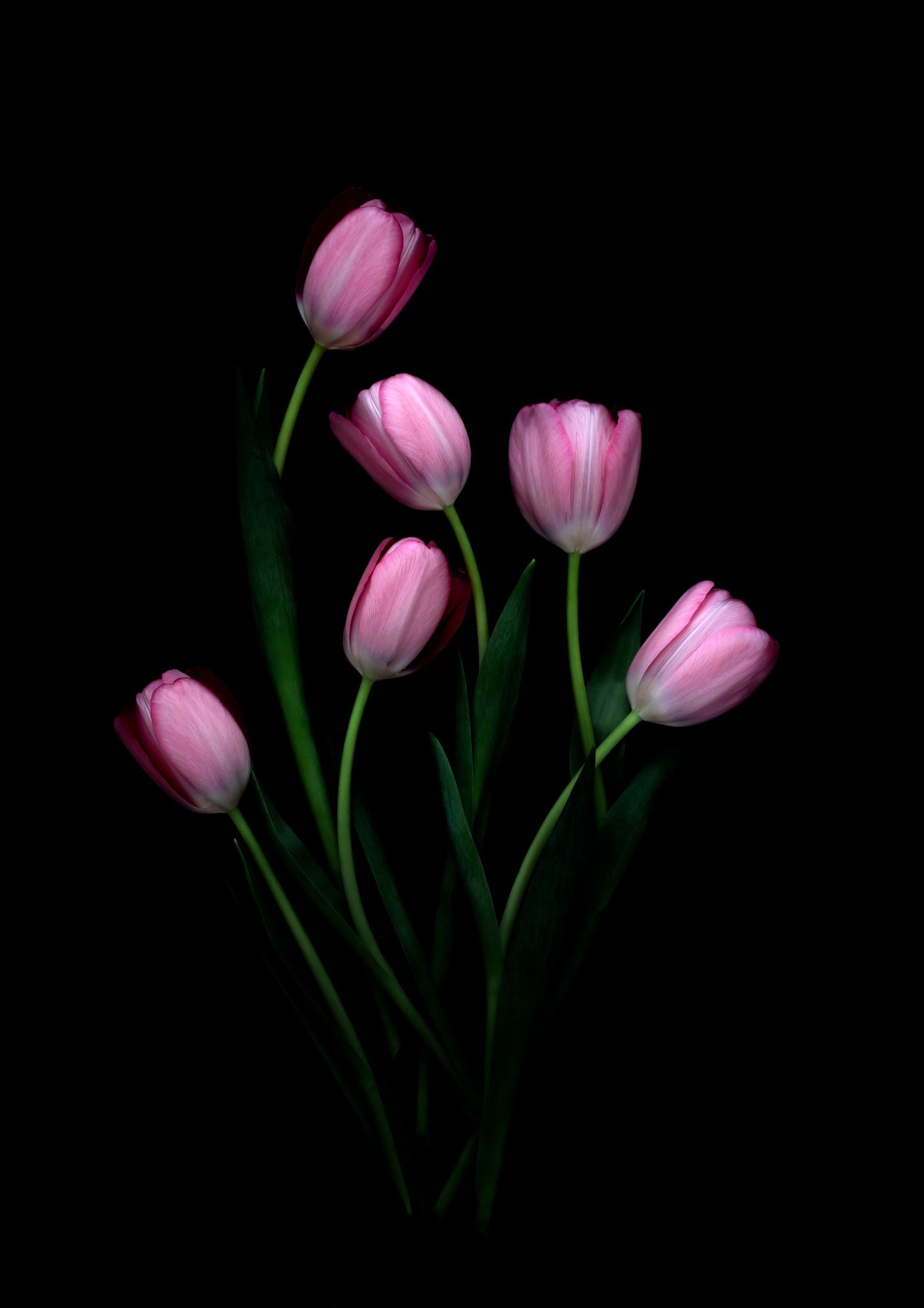 Botanical print of six Pink Tulips on a black background.