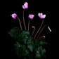 A botanical prrint of an intimate study of the autumn flowering Cyclamen hederifolium, featuring it's dainty pink flowers and marbled foliage, photographed on a black background.