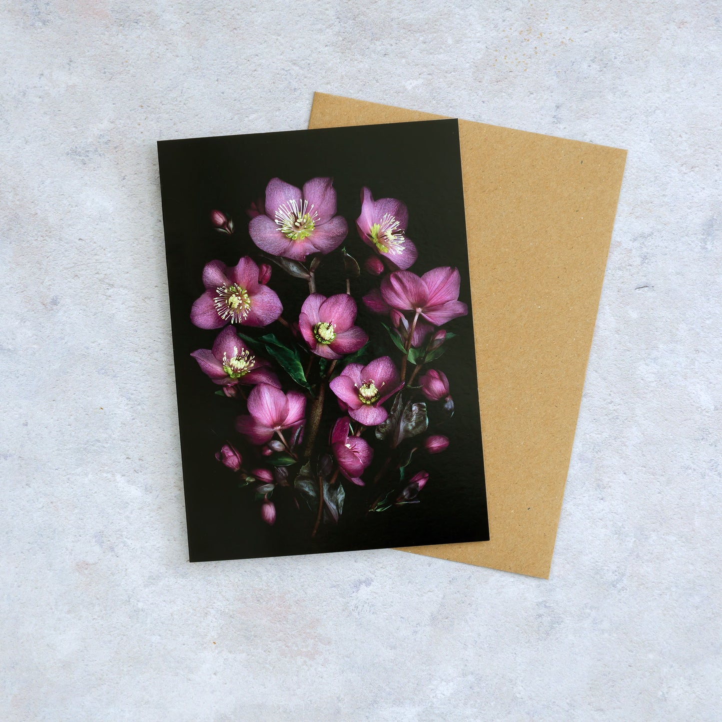 Botanical greeting card of deep pink Hellebores photographed on a black background.