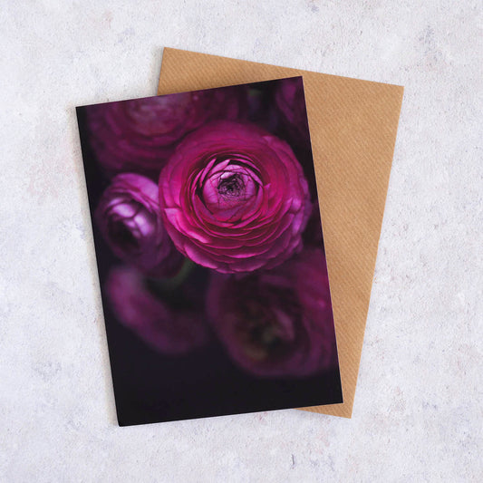 Botanical greeting card with dark pink Ranunculus on a black background