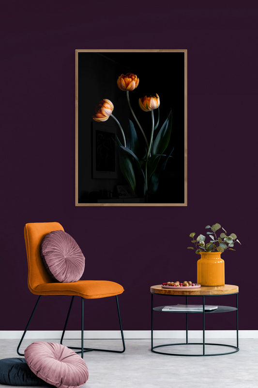 Botanical print of athree orange tulips on a black background, framed on a dark plum coloured wall.